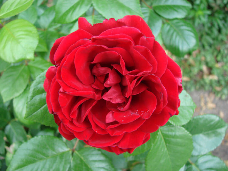 Роза шраб Улмер Мюнстер 5л Dem 