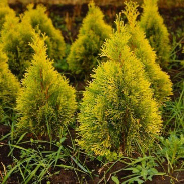 Плосковеточник восточный Голден Минарет v2 Tim 