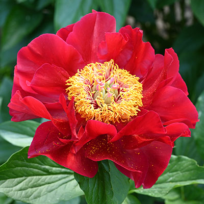 Пион гибридный Ред Ред Роуз 2-3 1шт Поиск 