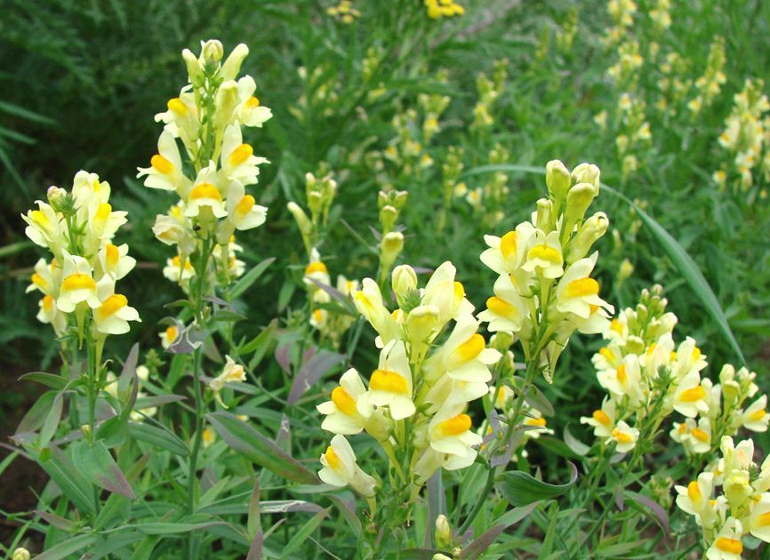 Льнянка v1,5 Push 