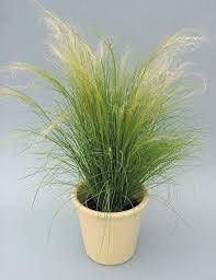 Ковыль v1,5 Push 