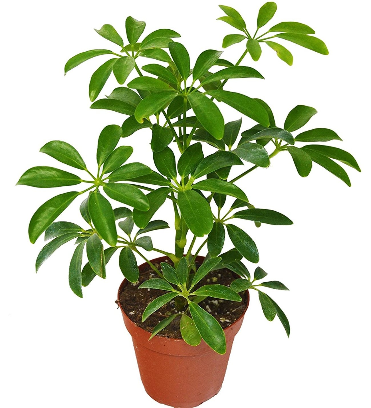 Schefflera arboricola цветок