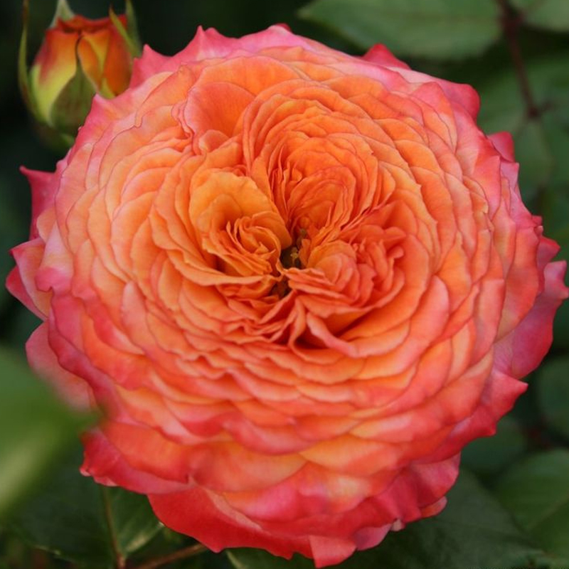 Роза флорибунда Метеор v5 Dem 