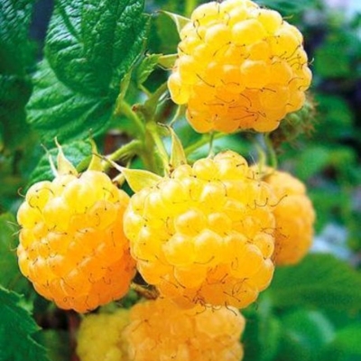 Малина Золотой сентябрь, желтая в коробке Tim 