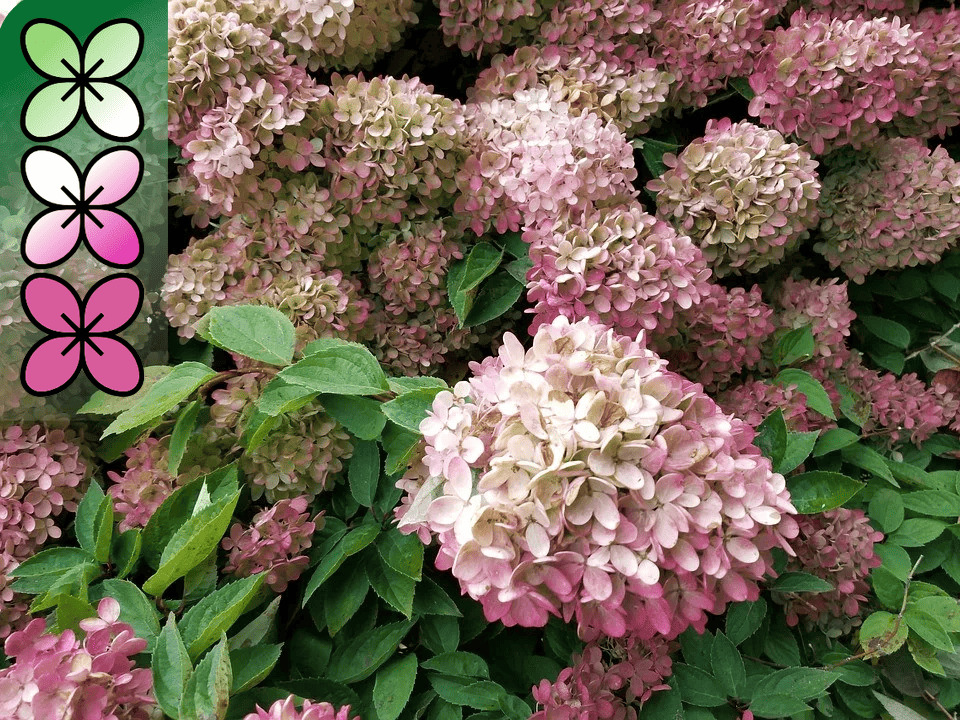 Гортензия метельчатая Жемчужина Фестиваля v3 Lav 