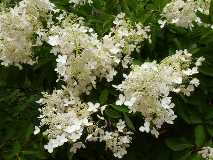 Гортензия метельчатая Брюссель лэйс v5 Lav 