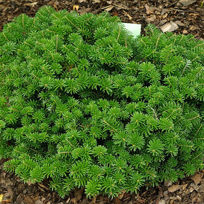 Растение пихта корейская Дарк хилл 15-20 см С2, Mt 