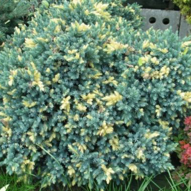 Можжевельник чешуйчатый Флореант v2-3 Tim 