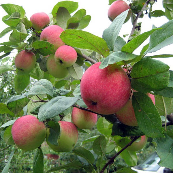 Яблоня Орловим, 2-летка Gv 