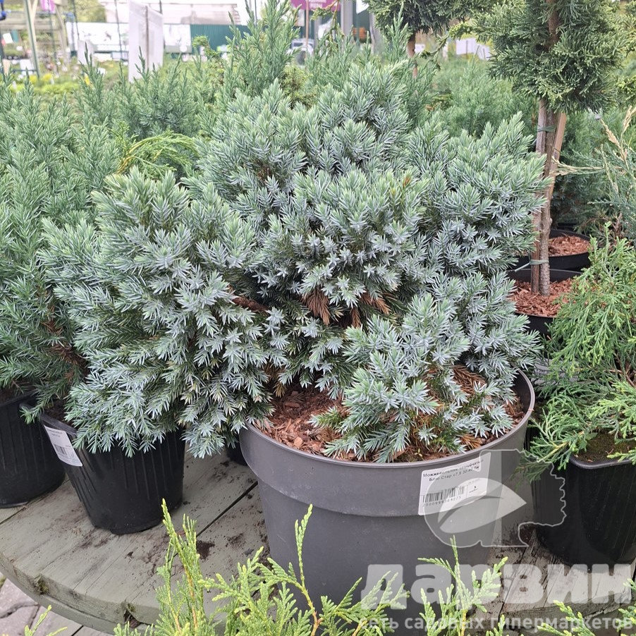 Можжевельник чешуйчатый Блю Стар v7,5 30-40 Tw 