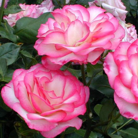 Роза чайно-гибридная Ханне с5, Tim 