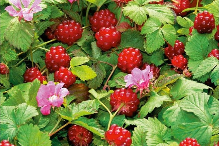 Княженика Астра v2 Lav 