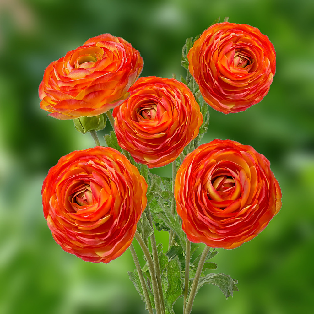 Луковица Лютик азиатский Ориндж 10шт. Поиск 