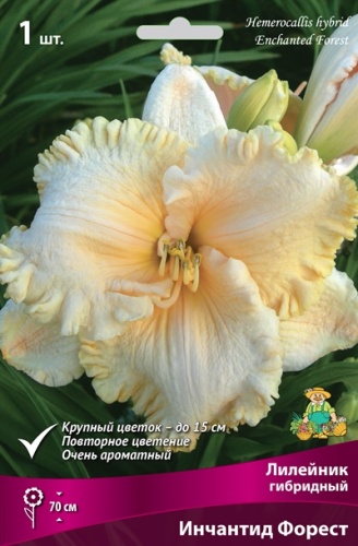 Корневище Лилейник гибридный Инчантид Форест 1шт Поиск 