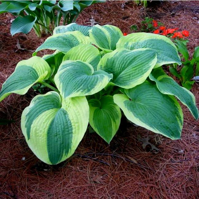 Хоста Американ Хало v2 Tim 