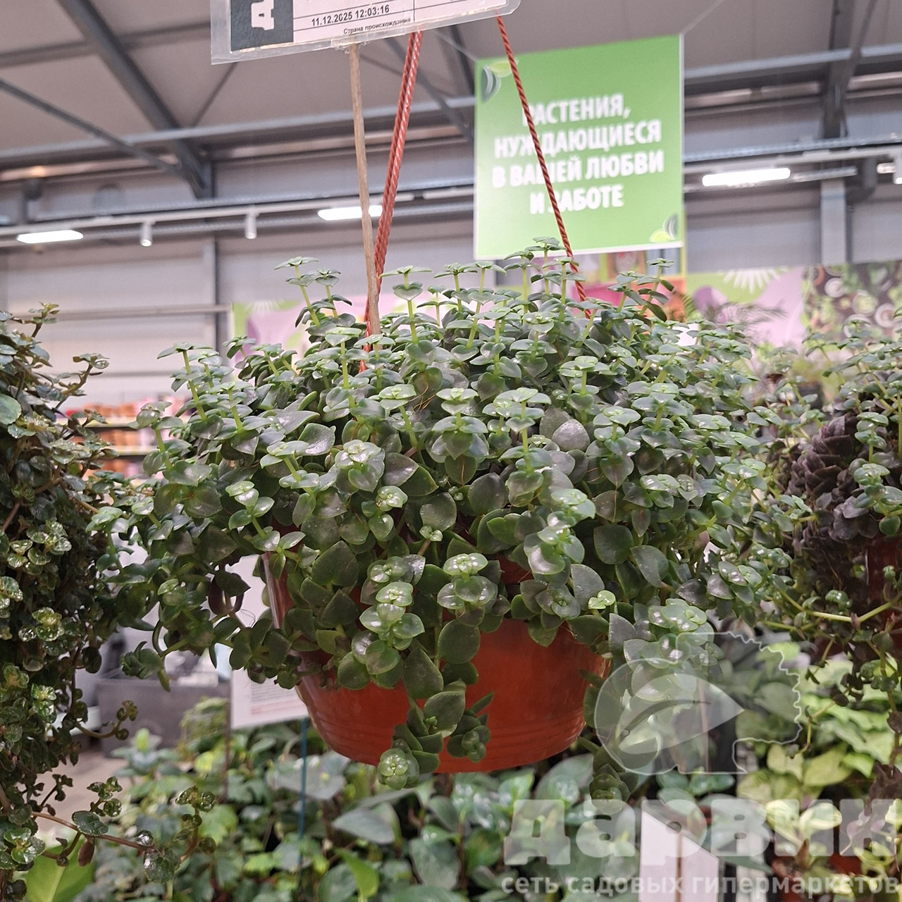 Крассула спатулата д23 тим WM