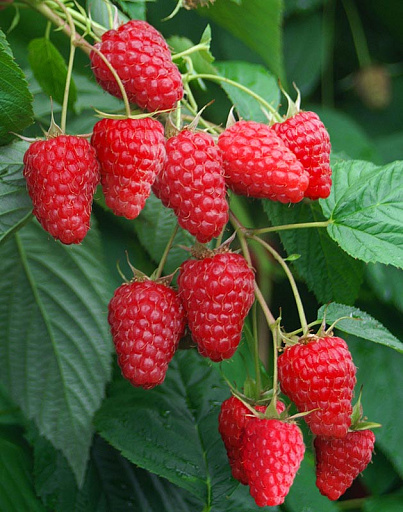 Малина Туламин красная v2 Tim 