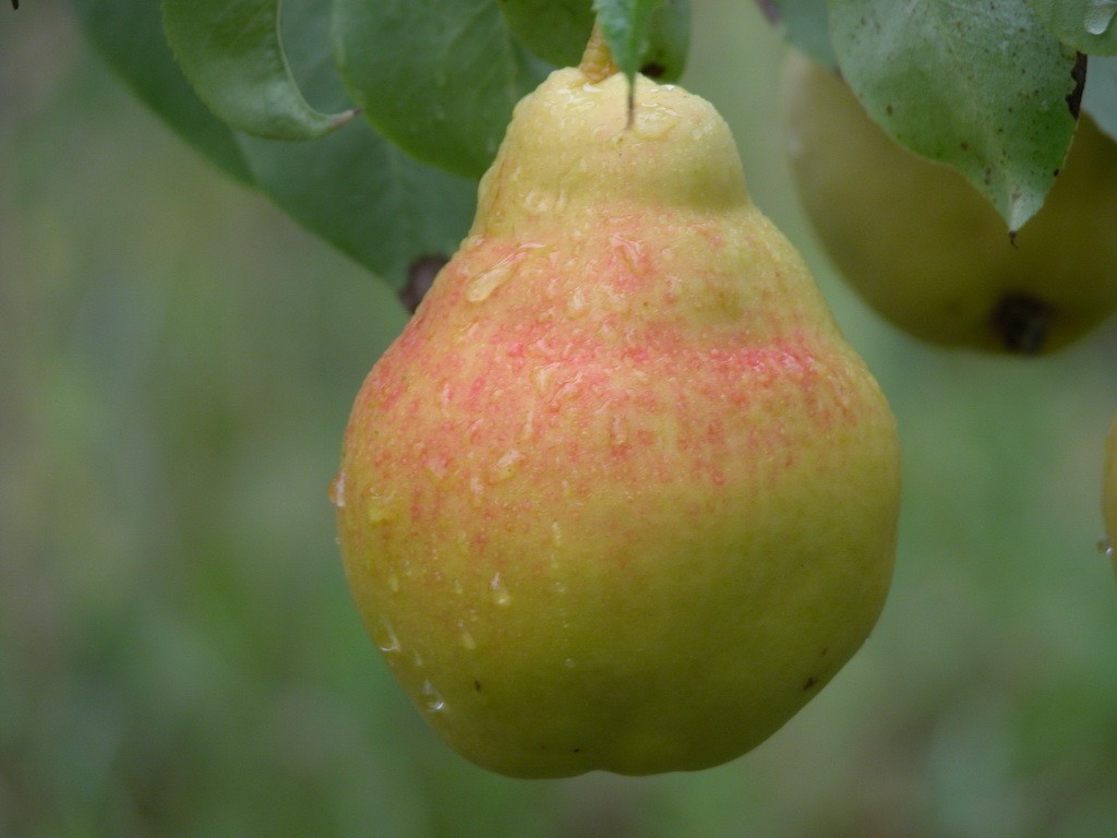 Груша Кафедральная Промо 