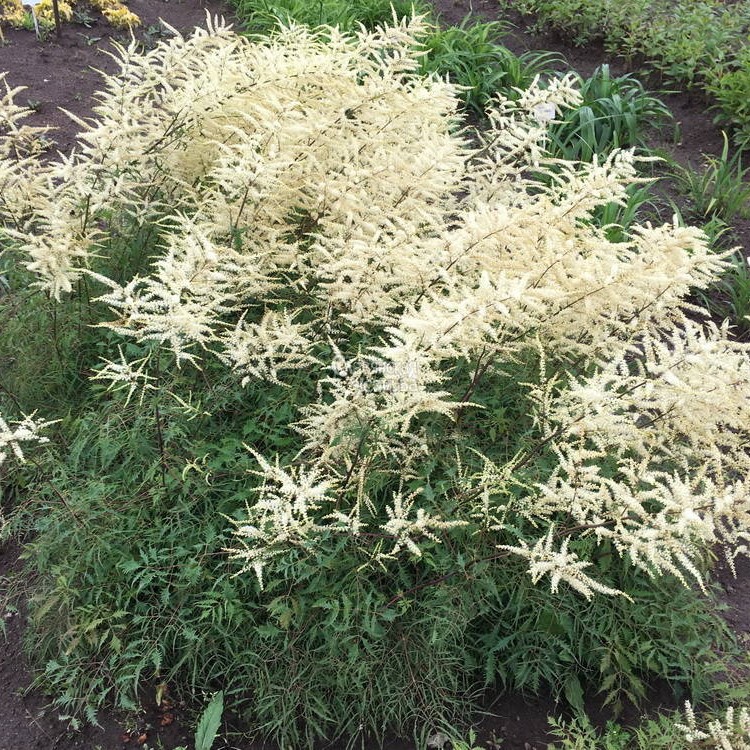 Волжанка двудомная Кнеффи v2 Tim 