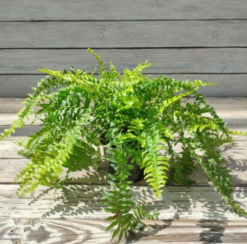 Папоротник Нефролепис d17 h30 