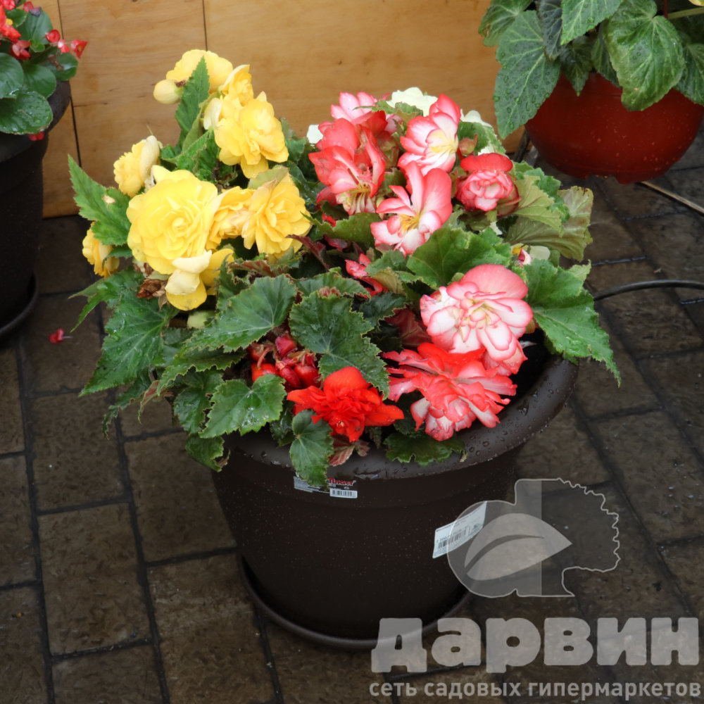 Бегония клубневая в кашпо d45 Tim 