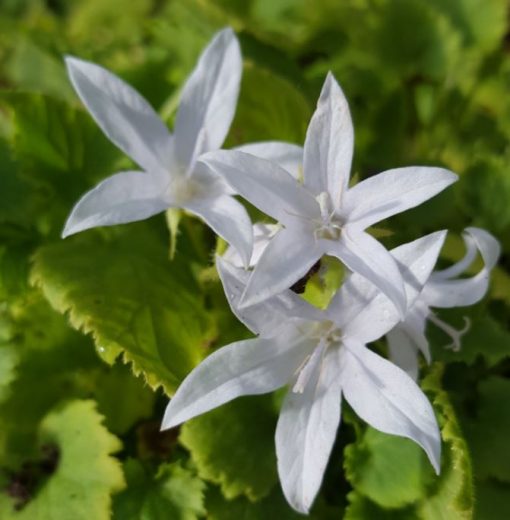 Колокольчик портешлага Е. Н. Фрост р9 Sw 