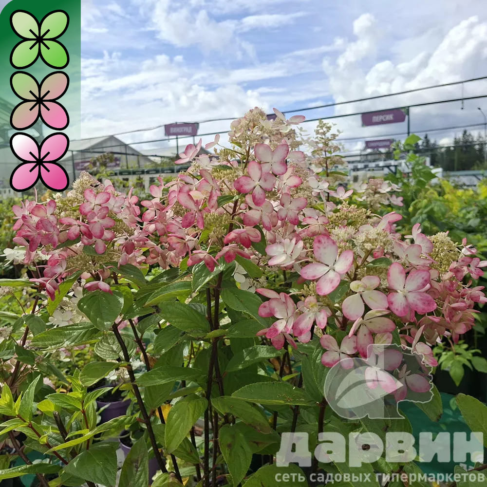 Гортензия метельчатая Пастельгрин C15, 30-50 YP 