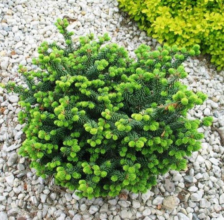 Пихта бальзамическая Нана v7,5 30-40 Tw 