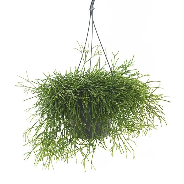 Рипсалис Бацифера подвесной d17 h25 