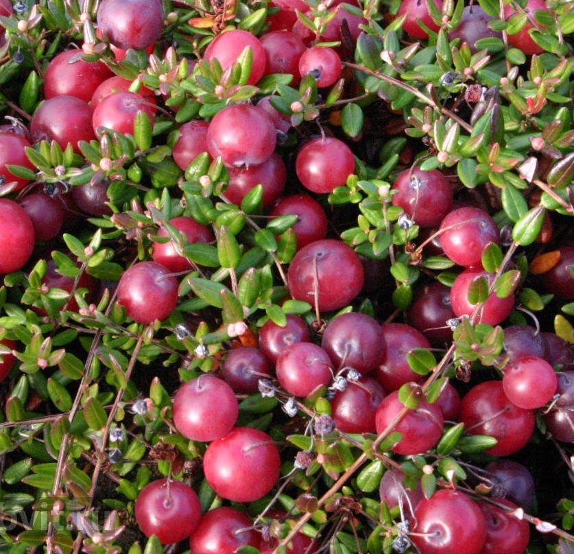 Клюква крупноплодная Бен Лир v1 
