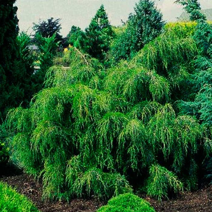 Растение можжевельник виргинский Pendula 250 300 KG 2017 