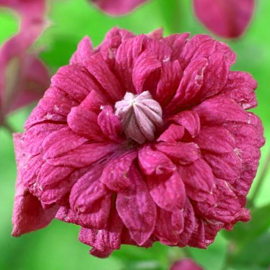 Клематис Пурпуреа Плена Элеганс v2 Tim 