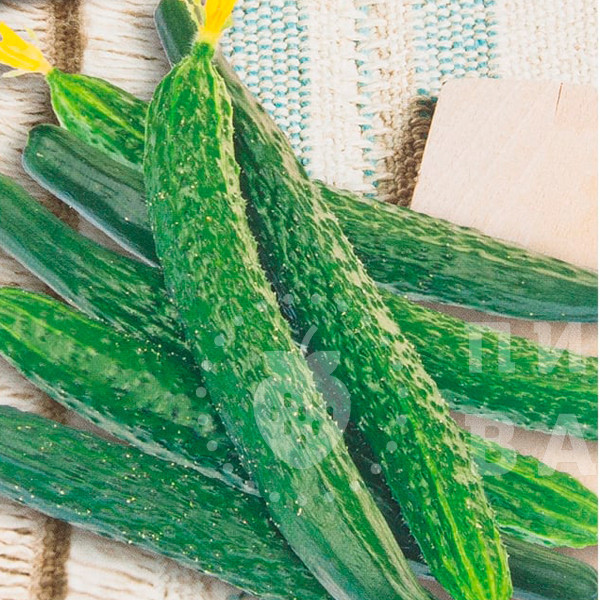 Рассада Огурец Фен Шуй в кассете 6 шт Tim 