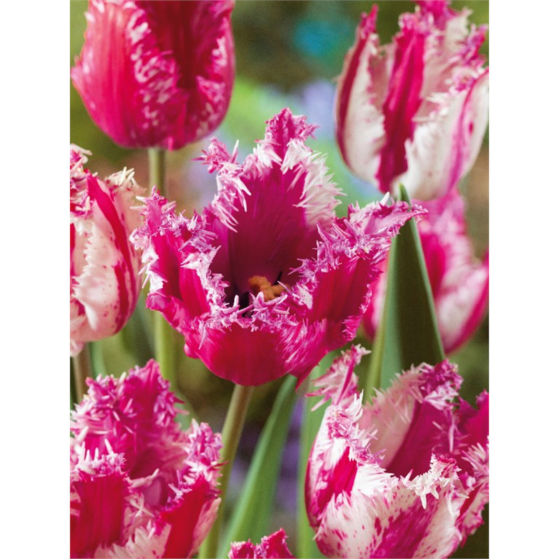 Луковица Тюльпан Перпл Циркус 11/12, 10 шт/уп 