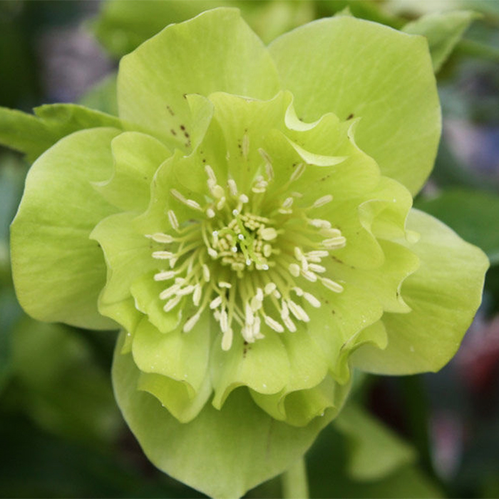 Корневище Морозник Дабл Эллен Грин 1шт/уп 