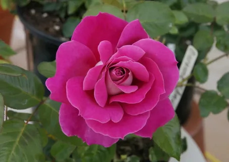 Роза чайно гибридная Барон де Ротшильд  в коробке Биосфера 