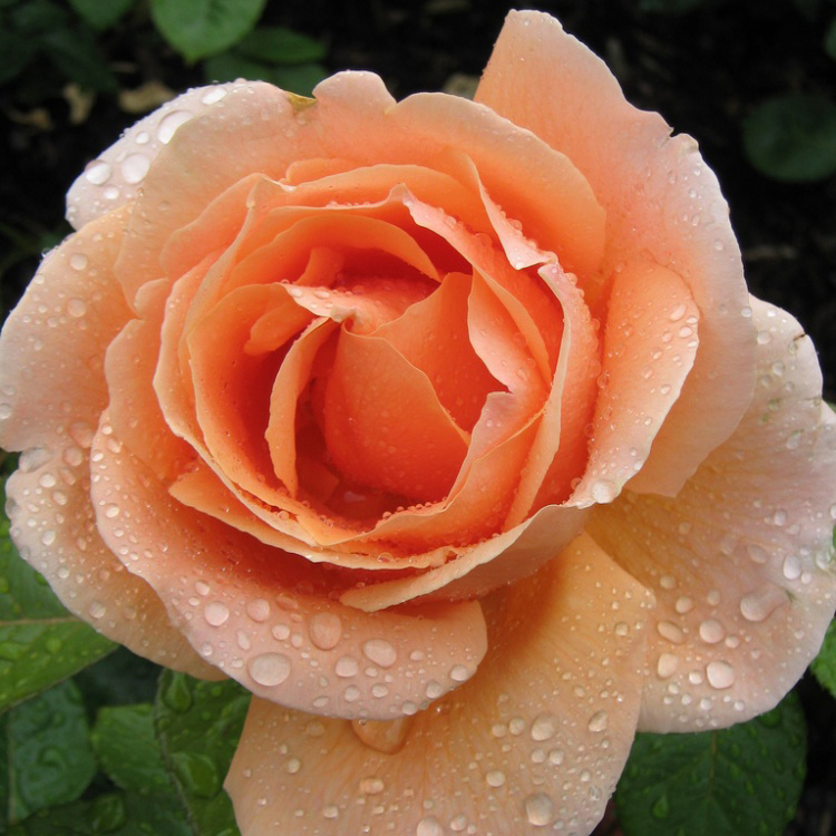 Роза чайно-гибридная Абей де Клуни абрикосовый в коробке ЦО 