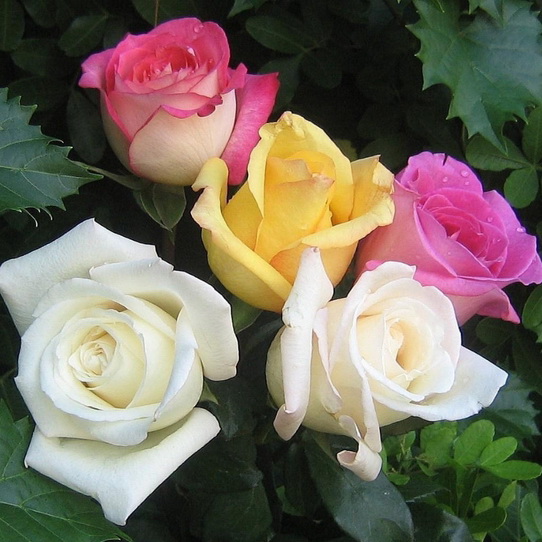 Роза в ассортименте с6 Викс 