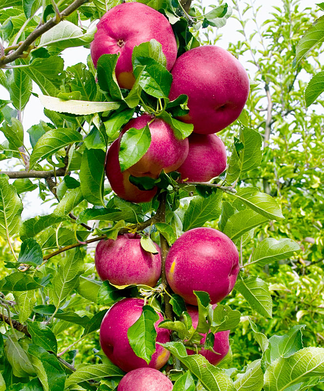 Яблоня колоновидная Джин v7 60-80 Tim 