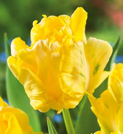Луковица Тюльпан Йеллоу Мадонна 11/12, 10 шт/уп 