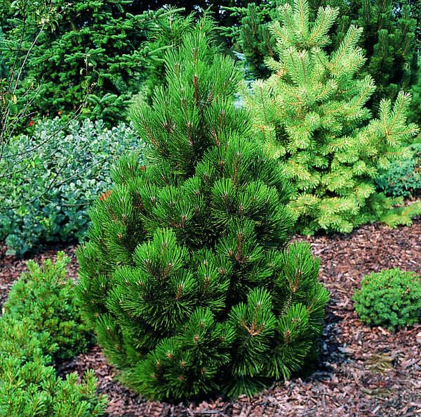 Сосна уолриха Литл Дракула 25-30 Mt 