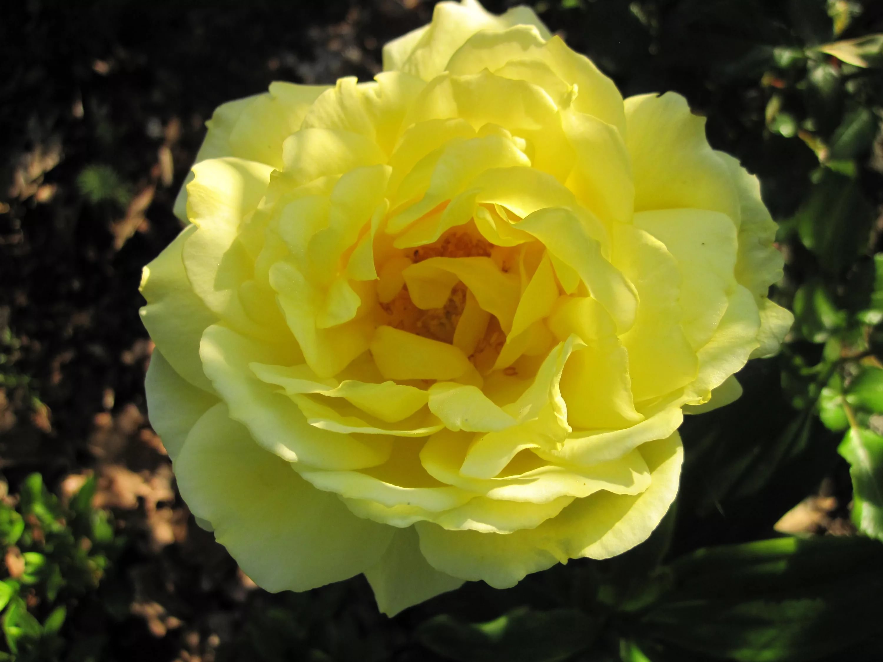 Роза полиантовая Голден Делайт v7 Tim 