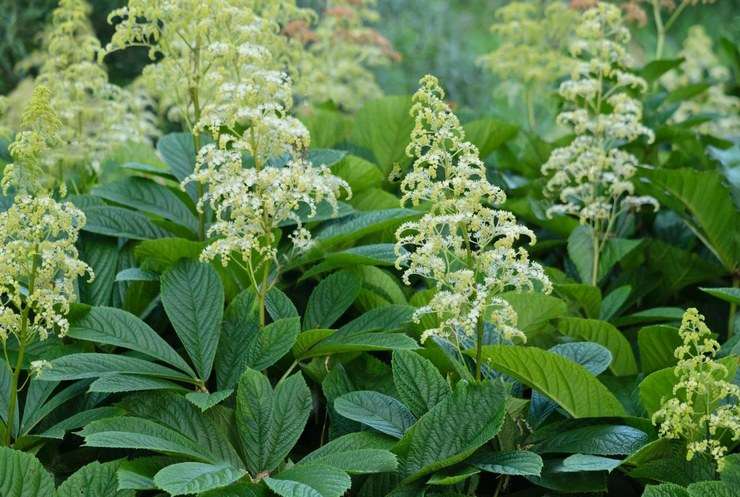 Роджерсия генри v2 Tim 