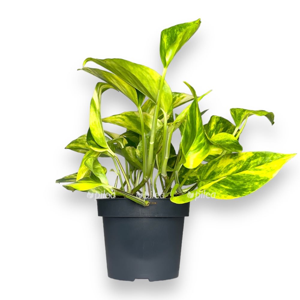 ОсновноеИзображение