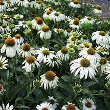 Эхинацея пурпурная Вайт Свон (С2) ЦО 