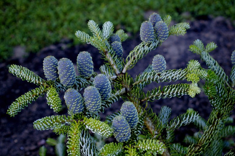 Пихта корейская "Сильберлок" 60-80см 