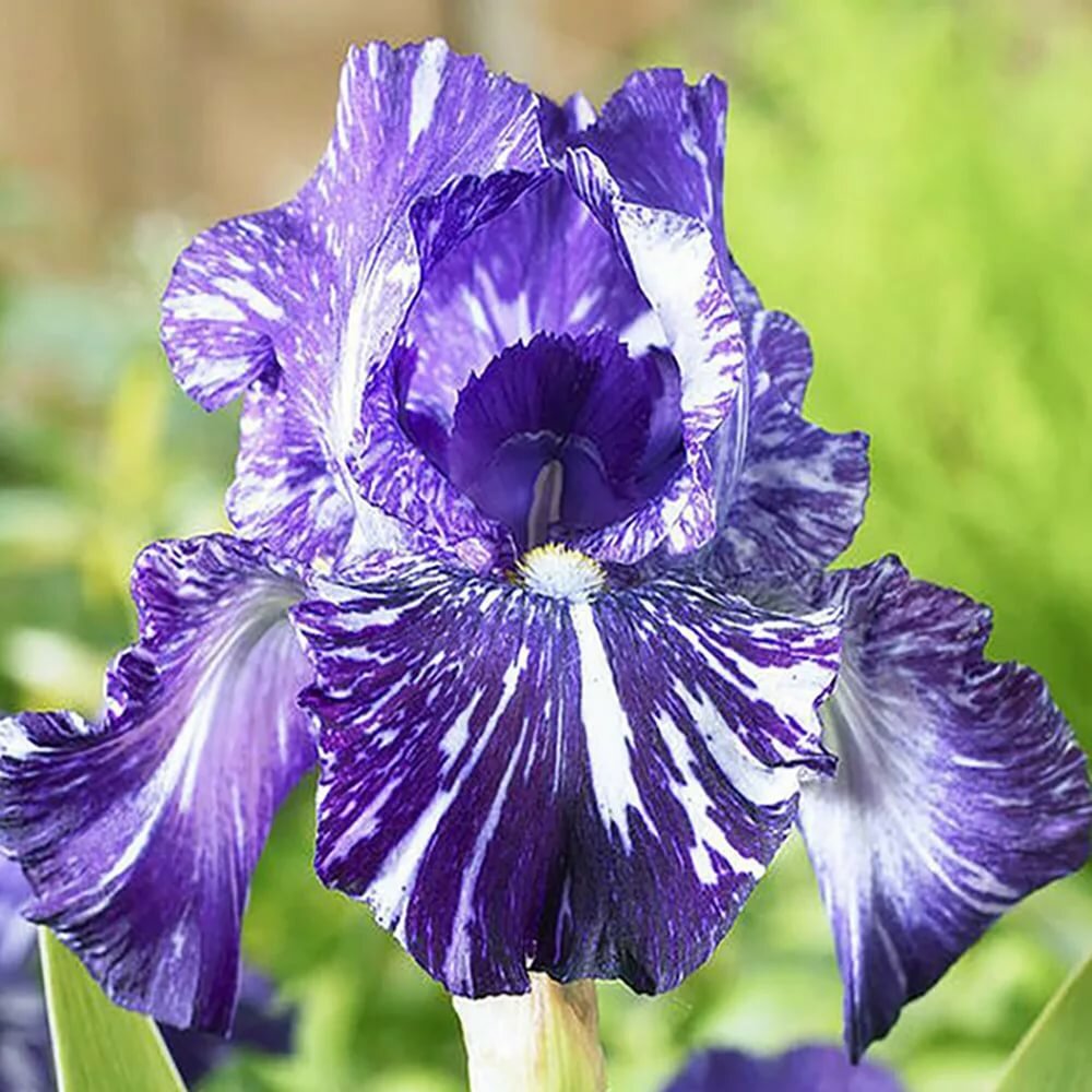 Корневище НВМ Ирис Германский Батик (I) 1шт 