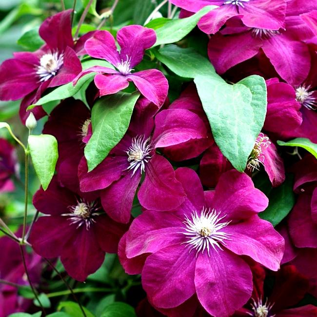 Клематис Криспина v2 CL 