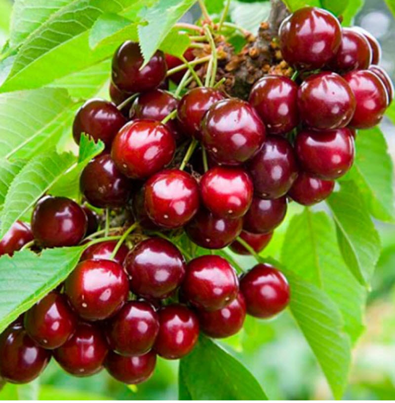 Вишня Кудрявая С7,5 100-140 ЦО 