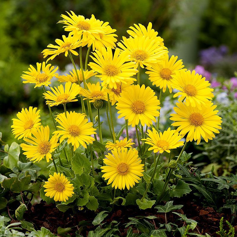 Дороникум v1,5 Push 